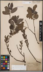 Foto von Salix cinerea L.